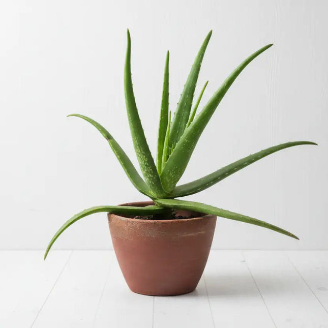 Uniluoto ALOE VERA ‑tyyny 50 × 60 cm - KalusteDuo_Huonekaluliike_Tyyny